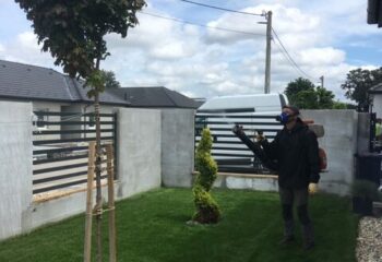 fiatal juharfa növényvédelme