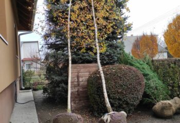 nyírfák ültetés előtt