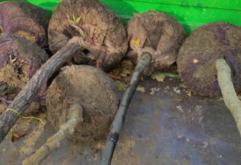 szállításra előkészített koros növények