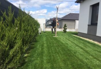 tuják növényvédelme