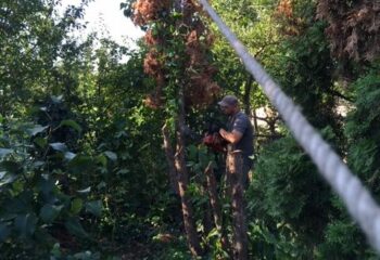 vágás, döntés, kötéllel húzás